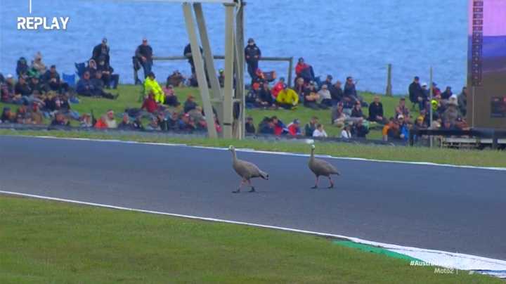 Insolite : La Q2 Moto2 arrêtée par... des oiseaux !